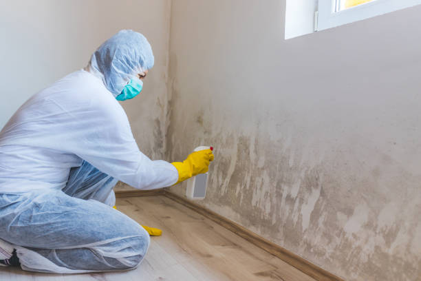 Licensed Black Mold Remediation service in Lakeland, GA - 24 Hour Mold Removal
