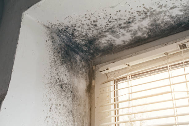 Affordable Black Mold Remediation solutions in Lakeland, GA